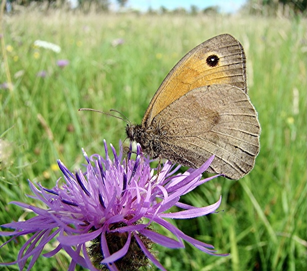 meadow brown